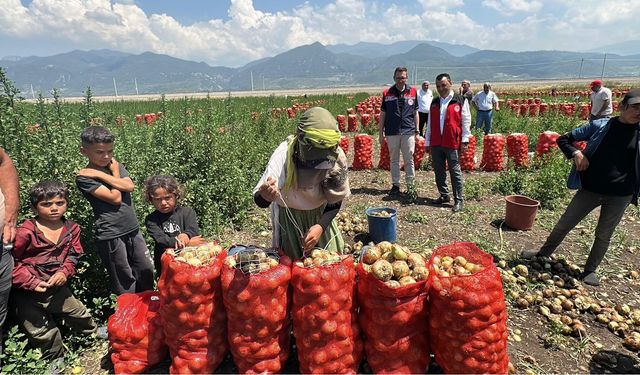 Çukurova'da Soğan Hasadı Sürüyor