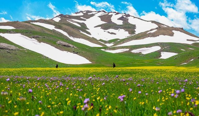 Van'daki Kızılmeydan Yaylası düğün çiçekleriyle renklendi