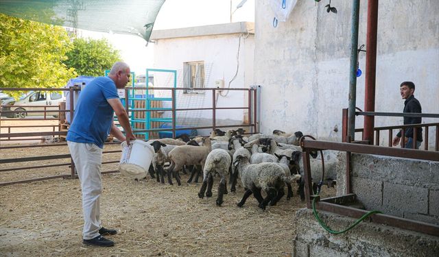 Adanalı besici sıcaktan etkilenen koyunlarını klimalı ahırda serinletiyor