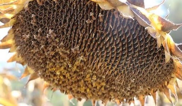 Düziçi Ziraat Odası’ndan Ayçiçeği Hasadı İçin Kritik Uyarı