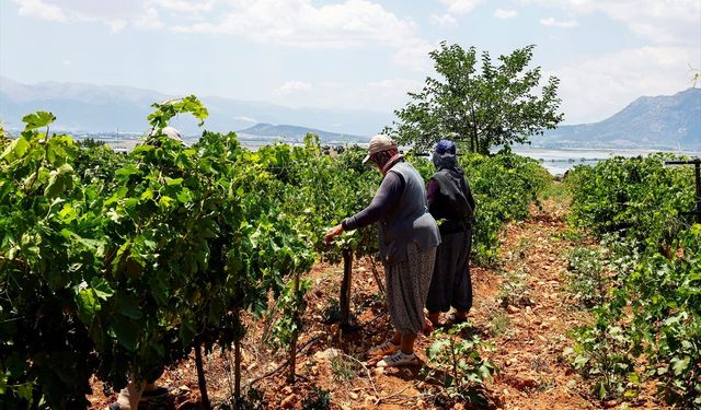 Çobanın gösterdiği asmayla Elmalı'nın kaybolan üzümünü yeniden üretime kazandırdı