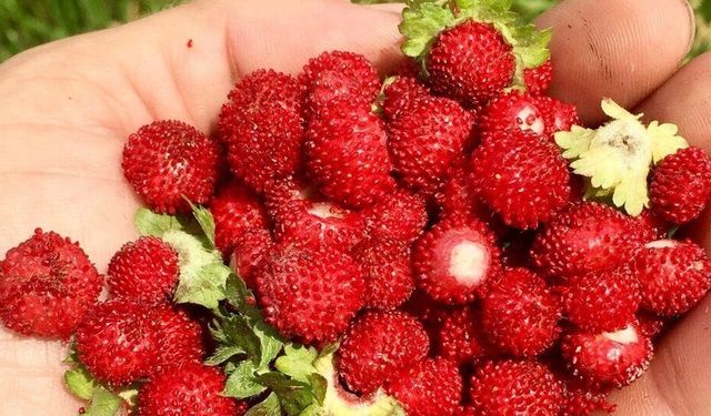 Dağ Çileği Yiyen Yaşadı! Vücuda Sağladığı Faydalar Şaşırttı