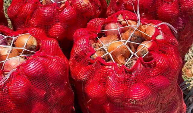Gaziantep'te Tarlalarda Kışlık Kuru Soğan Mesaisi Başladı