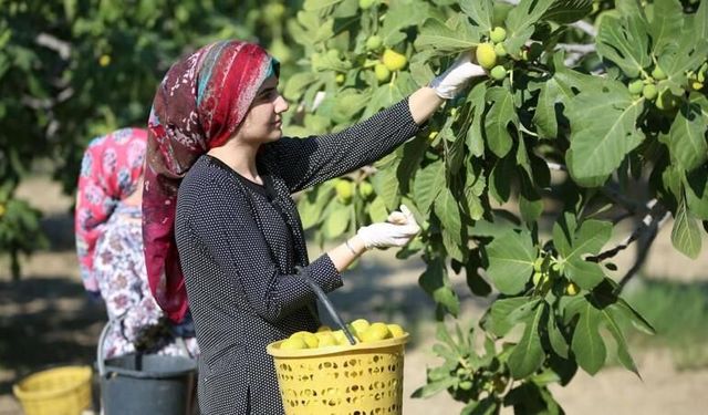 Adana Karataş’ta İncir Hasadı Başladı