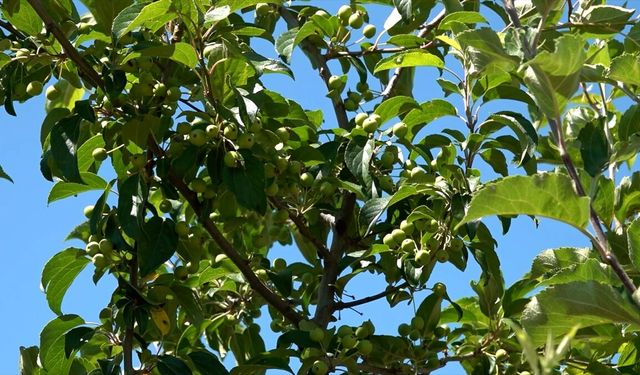 Isparta'da elma rekoltesinde artış bekleniyor