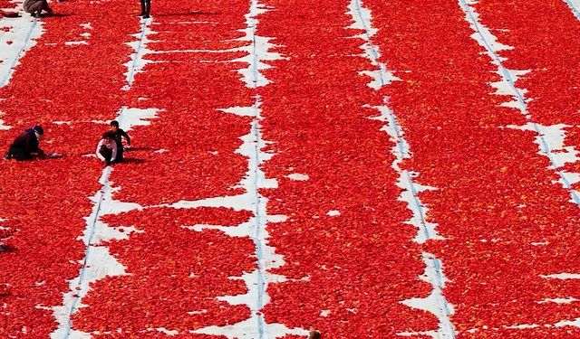 İzmir’de Domates Kurutma Sezonu Kırmızı Başladı