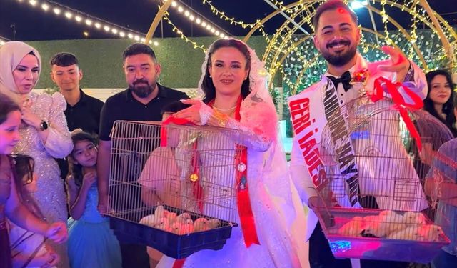 Kahramanmaraş'ta bir kebapçı, evlenen çırağına altın yerine 100 civciv hediye etti