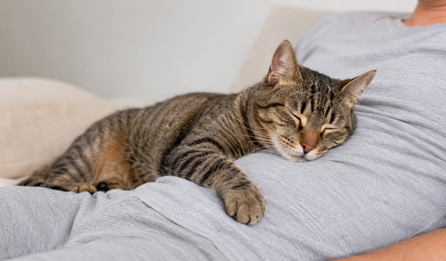 Osmaniye’de Yaz Sıcakları Kedi ve Köpekleri de Etkiliyor