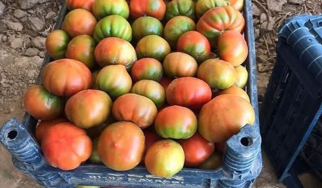 Köyde Kahvaltı Önce Değil, Emekten Sonra Yapılıyor