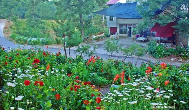 Osmaniye'de Amanos Alabalık Doğayla Buluşturuyor