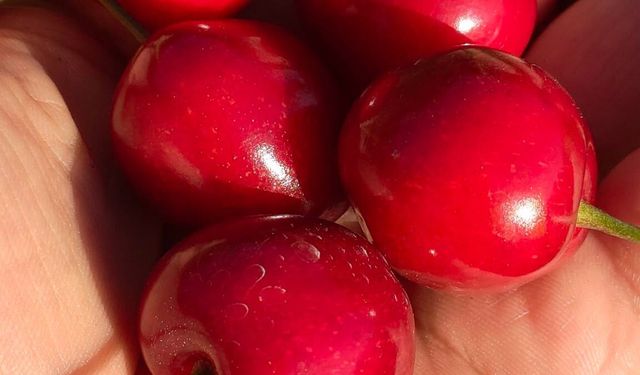 Saimbeyli Kirazı Dalından Sofralara Uzanıyor