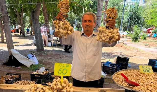 Kahramanmaraş'ta Organik Kışlık Sarımsak Tezgâhlarda