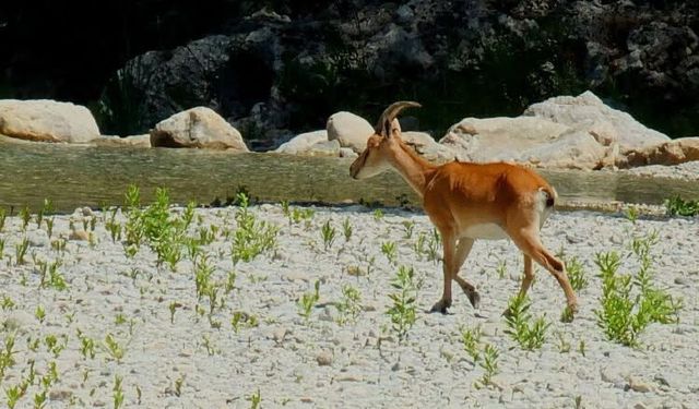 Toroslarda Yaban Keçisi Doğanın Özgür Simgesi Oluyor