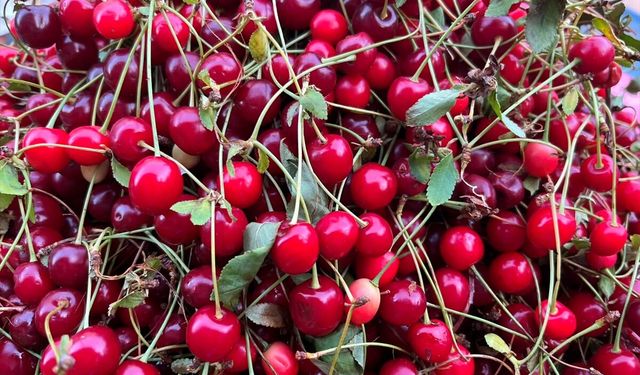 Türkiye'nin kiraz ve vişne ihracatı ilk yarıda 100 milyon doları aştı