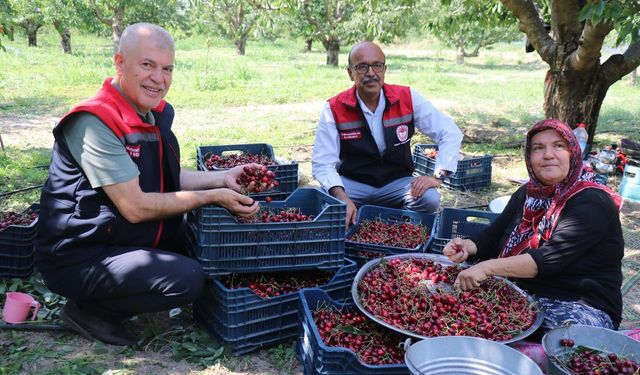 Uluborlu kirazı dalından dünyaya uzanıyor