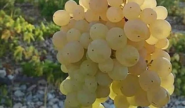 Üzümün Tarihi Binlerce Yıl Öncesine Uzanan Yolculuk: Türkiye’nin Yerli Çeşitleri