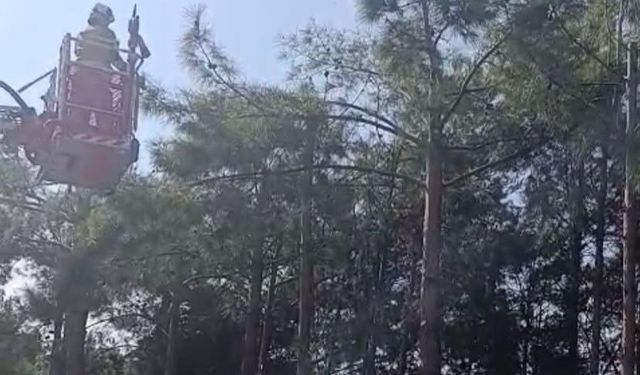 İtfaiye Ekipleri Patili Dostları Kurtardı