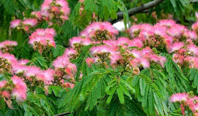 Gülibrişim ağacı pembe çiçekleriyle göz kamaştırıyor