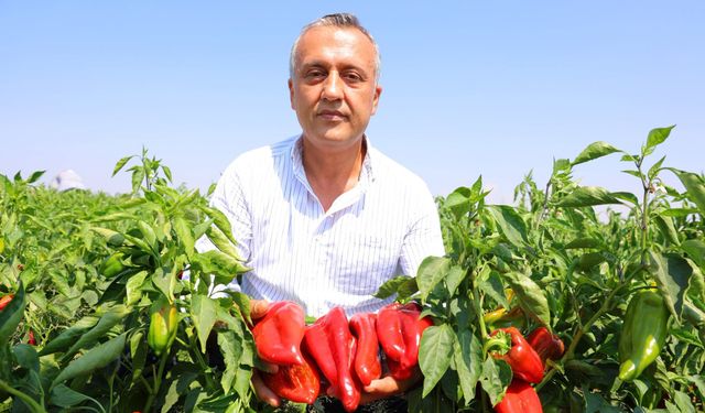 Kahramanmaraş’ta Salçalık Biber Hasadı Başladı
