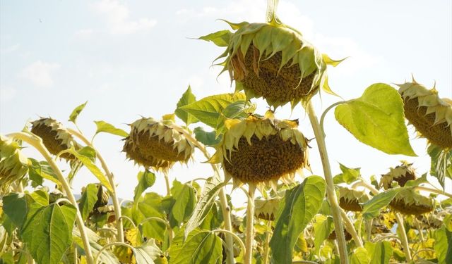 Isparta'da ayçiçeklerinde hasat zamanı yaklaşıyor