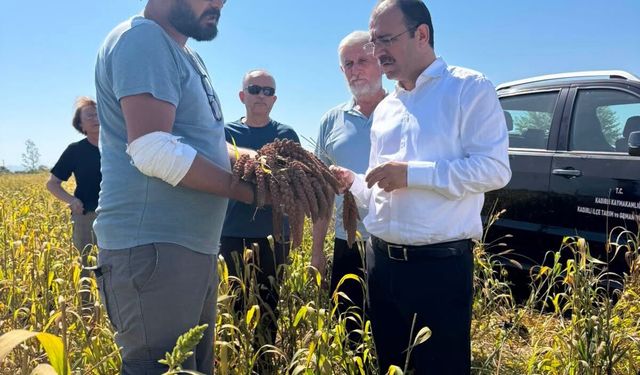 Kadirli'de Kuş Yemi Hasadı Başladı! Kaymakam Dolu Çiftçilerle Buluştu