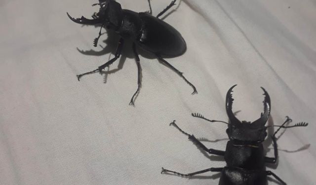 Koruma Altındaki Geyik Böceği Kadirli'de Görüntülendi