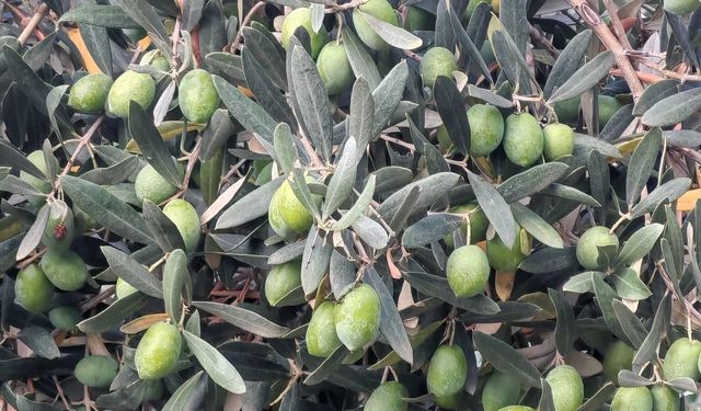 Zeytinin Acısı Nasıl Alınır? İşte Evde Uygulanabilecek Yöntemler