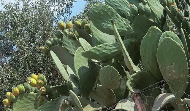 Pabuç İnciri Hasadı Emek İstiyor, Lezzetiyle Ödüllendiriyor