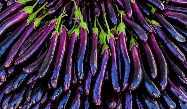 Kahramanmaraş’ta Mor Patlıcan Telaşı Başladı