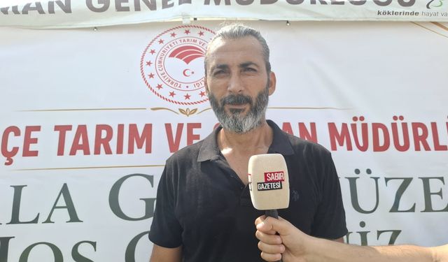 Düziçi’nde Dört Yerli Ayçiçeği Çeşidi Denendi