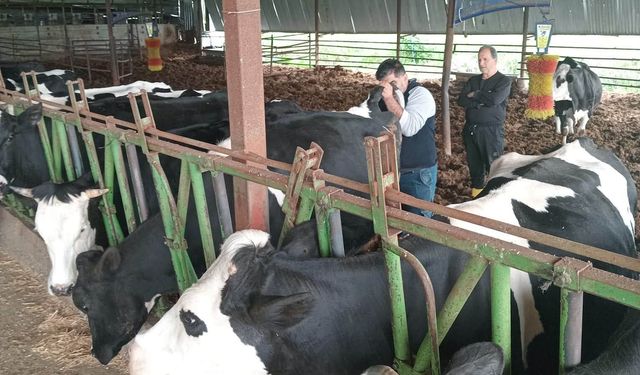 Düziçi’nde Hayvanlara Sağlık Kontrolü ve Aşılama