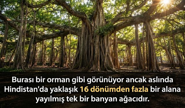 Hindistan'da Orman Sanılan Tek Ağaç Şaşırtıyor