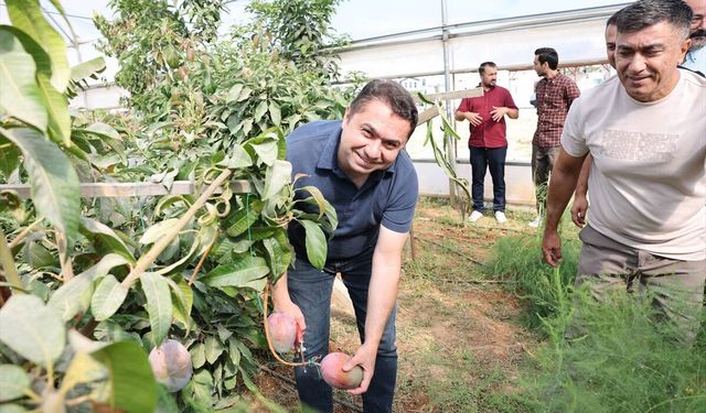 ALKÜ serasında yetiştirilen mangolar hasat edildi