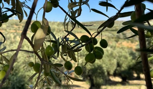 Altınözü Karsu Köyü’nde Halhalı Zeytin Hasadı Başladı