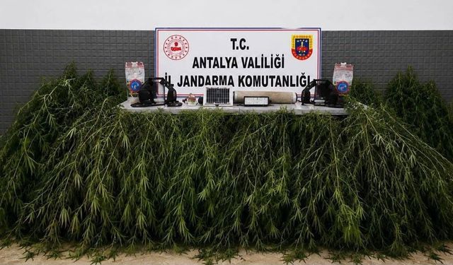 Antalya'da yasa dışı kenevir ekimi operasyonunda 2 şüpheli hakkında işlem başlatıldı