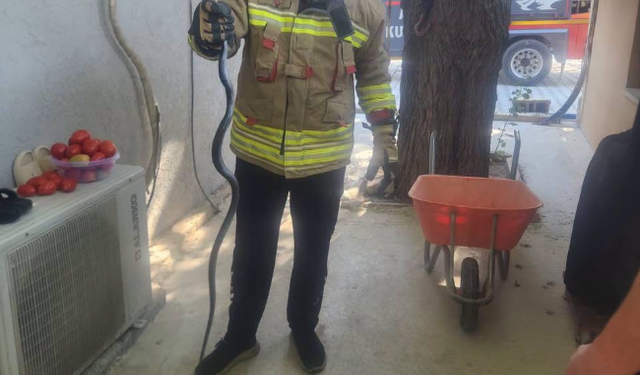 Antakya’da evin içine giren yılan paniğe neden oldu! Ekipler yakalayıp doğaya bıraktı