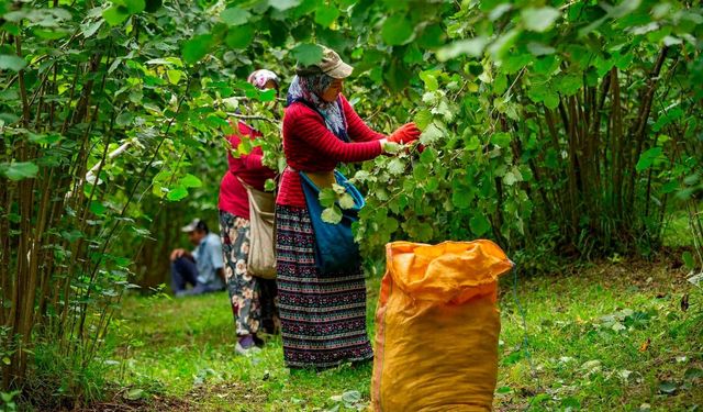 Giresun Fındığı Karadeniz’in Topraktan Gelen Değeri