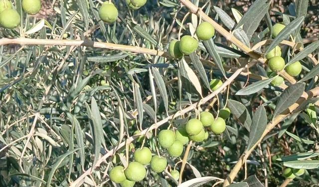 Hatay Belen Sarımazı’da Zeytin Hasadı Başladı
