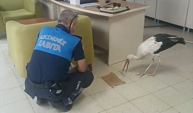 Mersin'de yaralı bulunan leylek tedaviye alındı