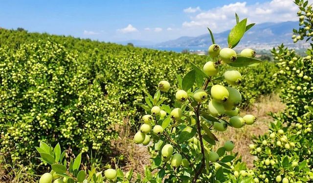 Osmaniye’de Akdeniz’in Kokulu Hazinesi Murt Dikkat Çekiyor