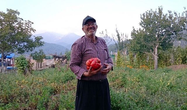 Kadirli’de 2 Kiloluk Ata Tohumu Domates Şaşırttı