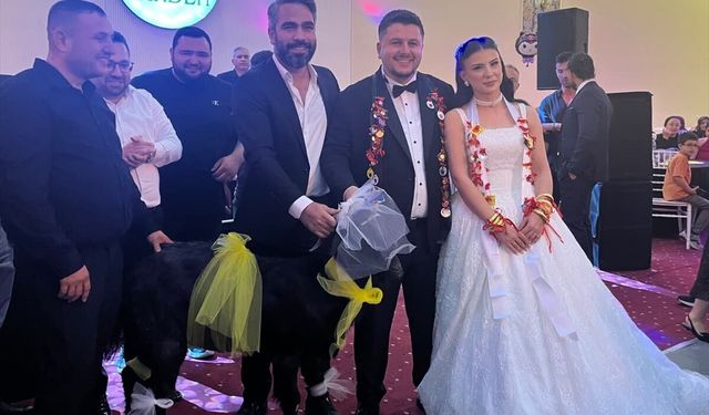 Adana'daki düğünde gelin ve damada keçi hediye edildi