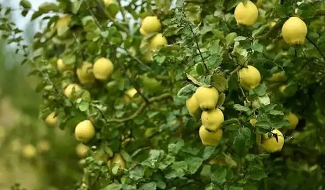 Ayva Kesildikten Sonra Neden Kararır? İşte Kararmayı Önlemenin Yolları