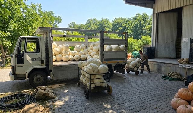 Hatay Altınözü Akdarı’nda Beyaz Kabak Hasadı Başladı