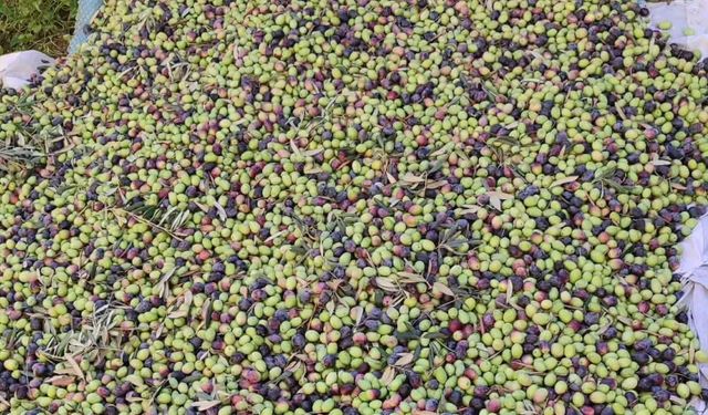 Hatay Kumlu'da Zeytin Hasadı Başladı
