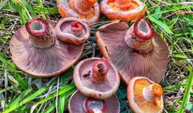 Kanlıca Mantarının Faydaları Neler? İşte İçerdiği Vitaminler