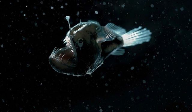 Meksika Körfezi’nde Derin Deniz Yaşamı Yüzde 60 Azaldı