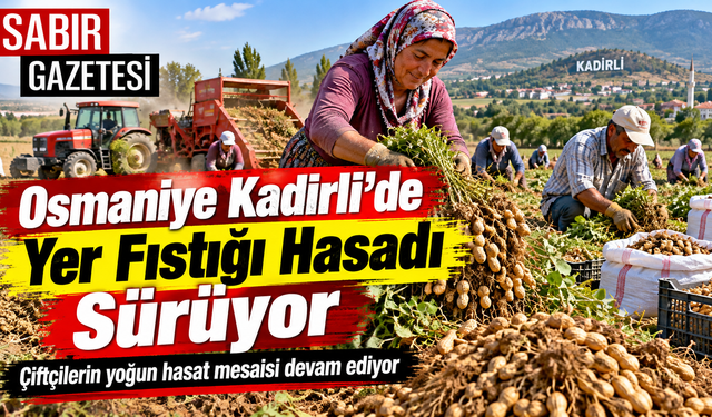 Osmaniye Kadirli’de Yer Fıstığı Hasadı Sürüyor
