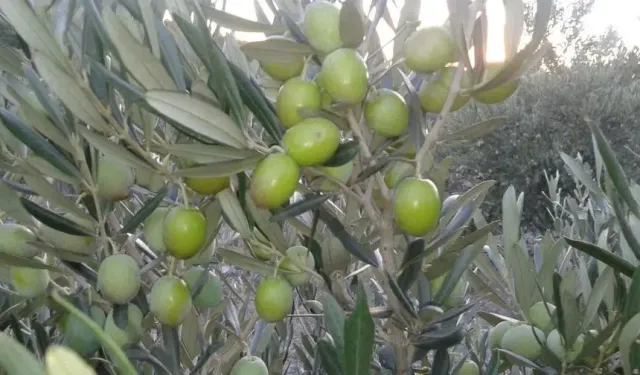 Osmaniye’de Zeytin ve Zeytinyağı Üretiminin Yolculuğu
