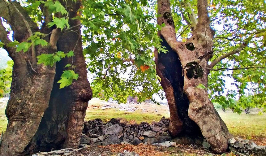 Doğaseverlerin Gözdesi: İslahiye'nin Saklı Cenneti Uluçına